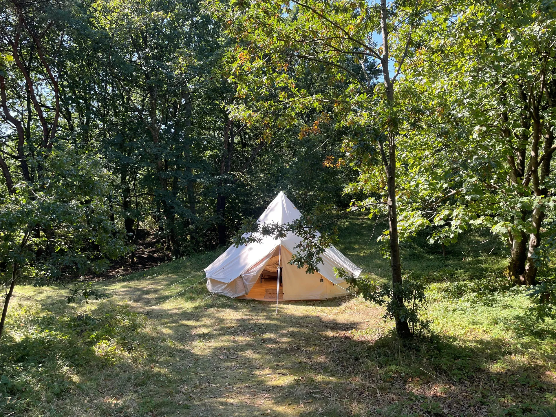 Bell tent nestled among the trees at Candleston Woods campsite
