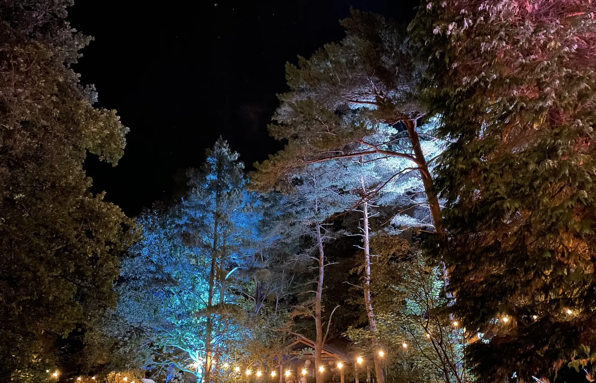 Trees illuminated at night near the campsite