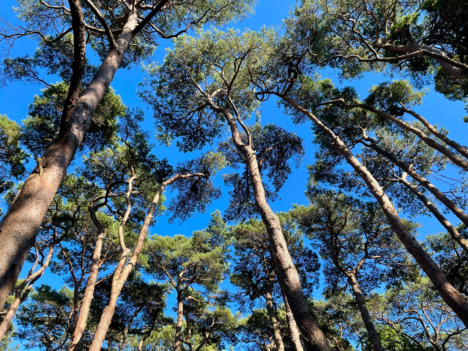Pine trees surrounding the campsite area
