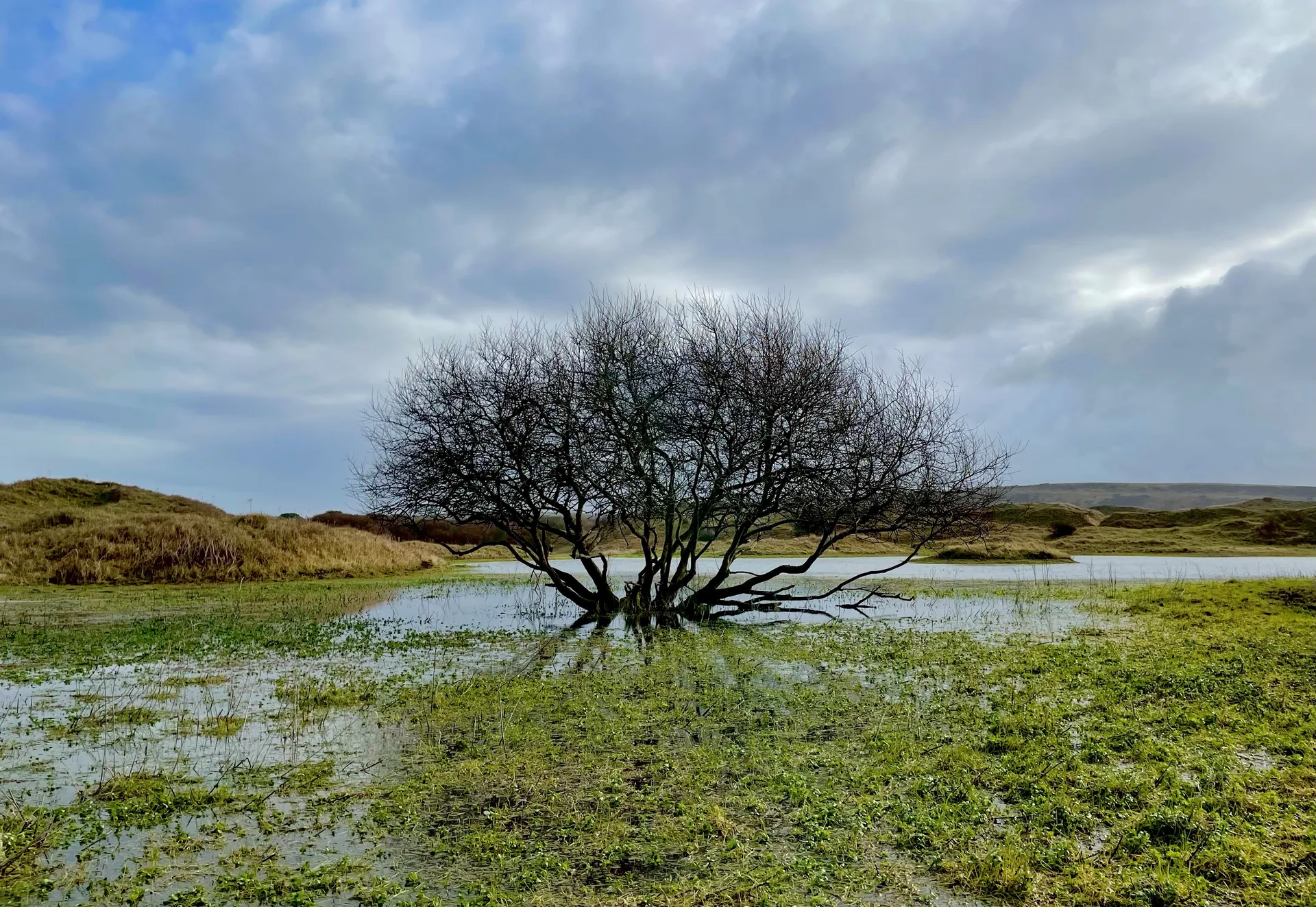 Dune slack pond supporting diverse wildlife