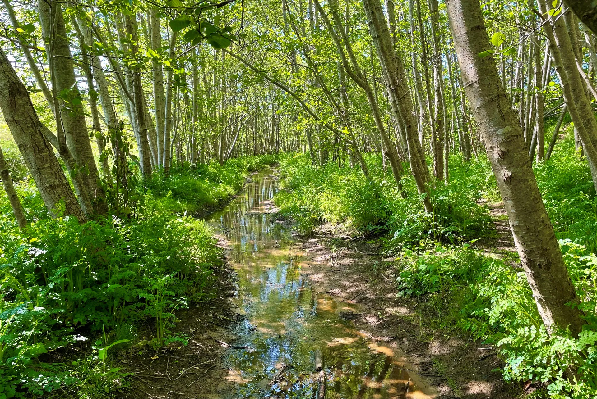 Stream winding through the dunes at Merthyr Mawr