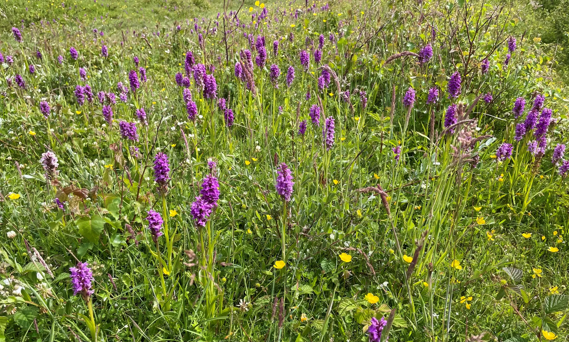 Wild orchids growing among the dunes