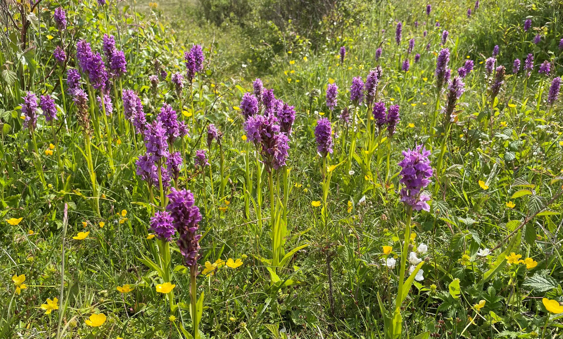 Flora on the sand dunes at Merthyr Mawr
