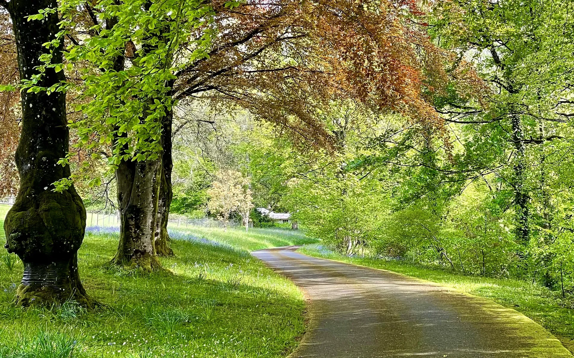 The driveway approach to Merthyr Mawr House