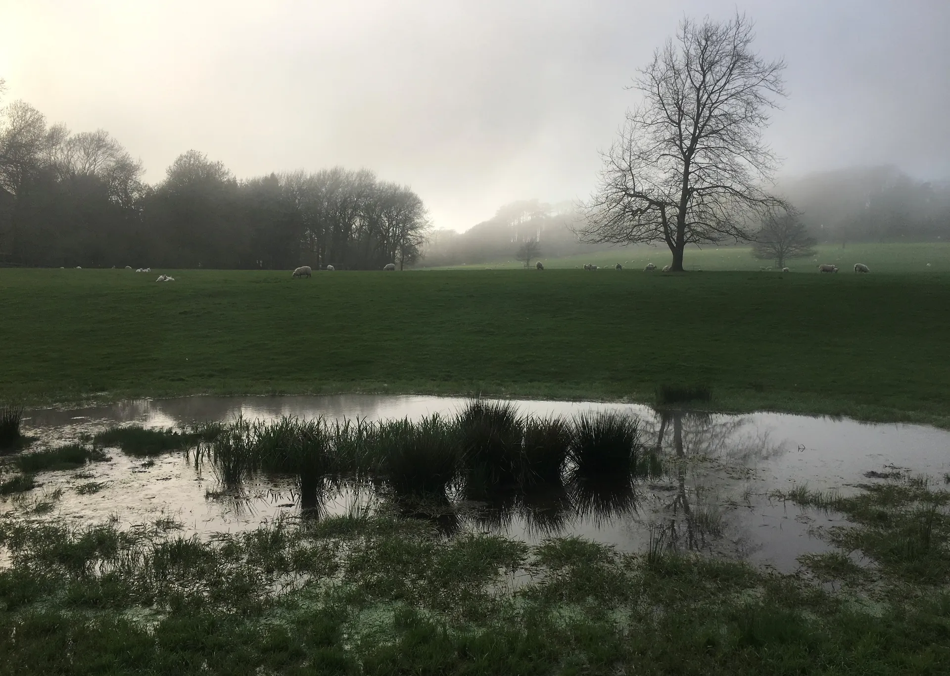 Misty morning over estate farmland