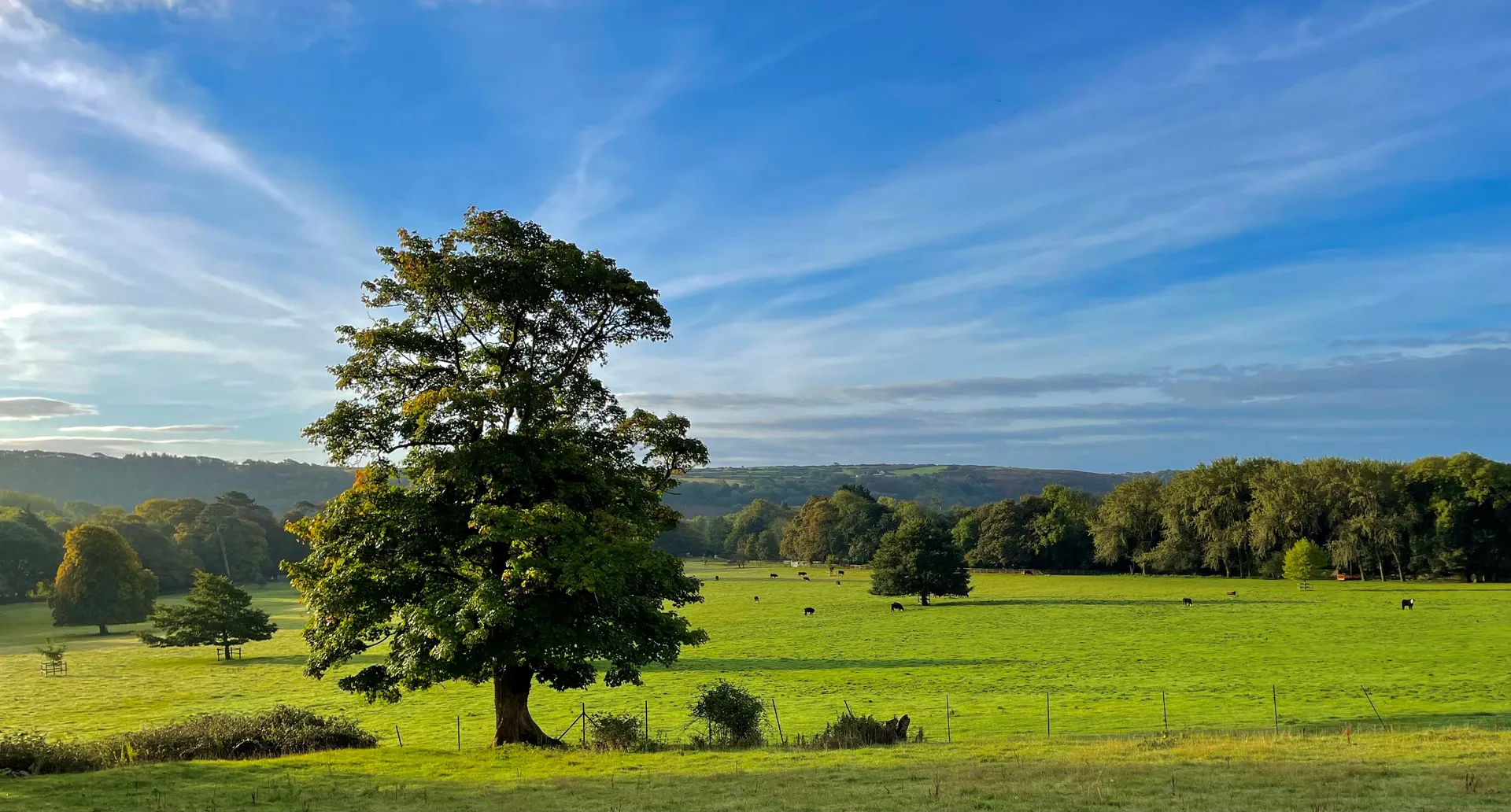 Parkland at Merthyr Mawr Estate