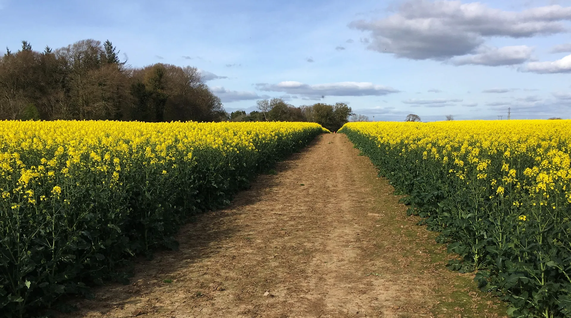 Flowering crop field at Merthyr Mawr Estate