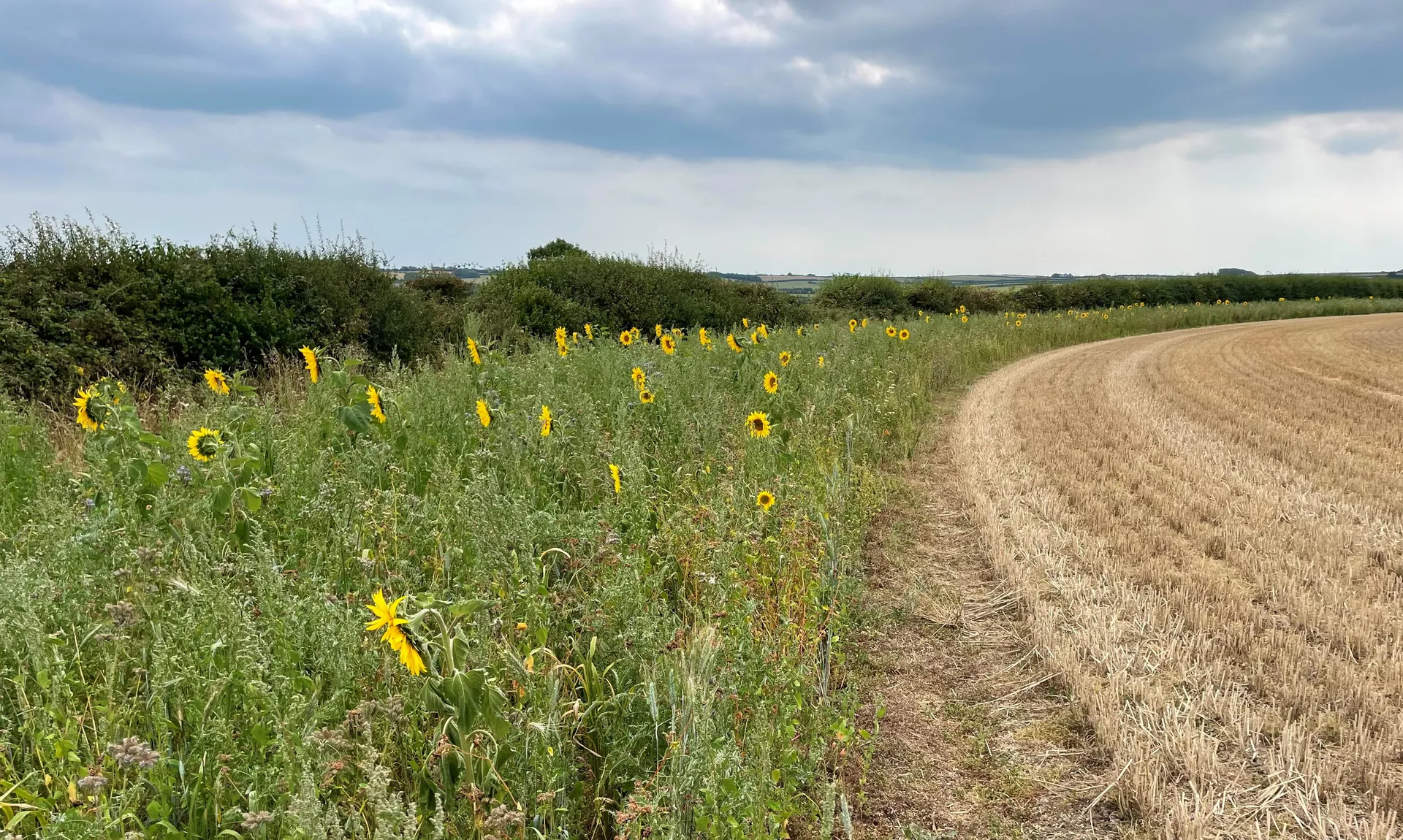 Sunflowers growing on the estate