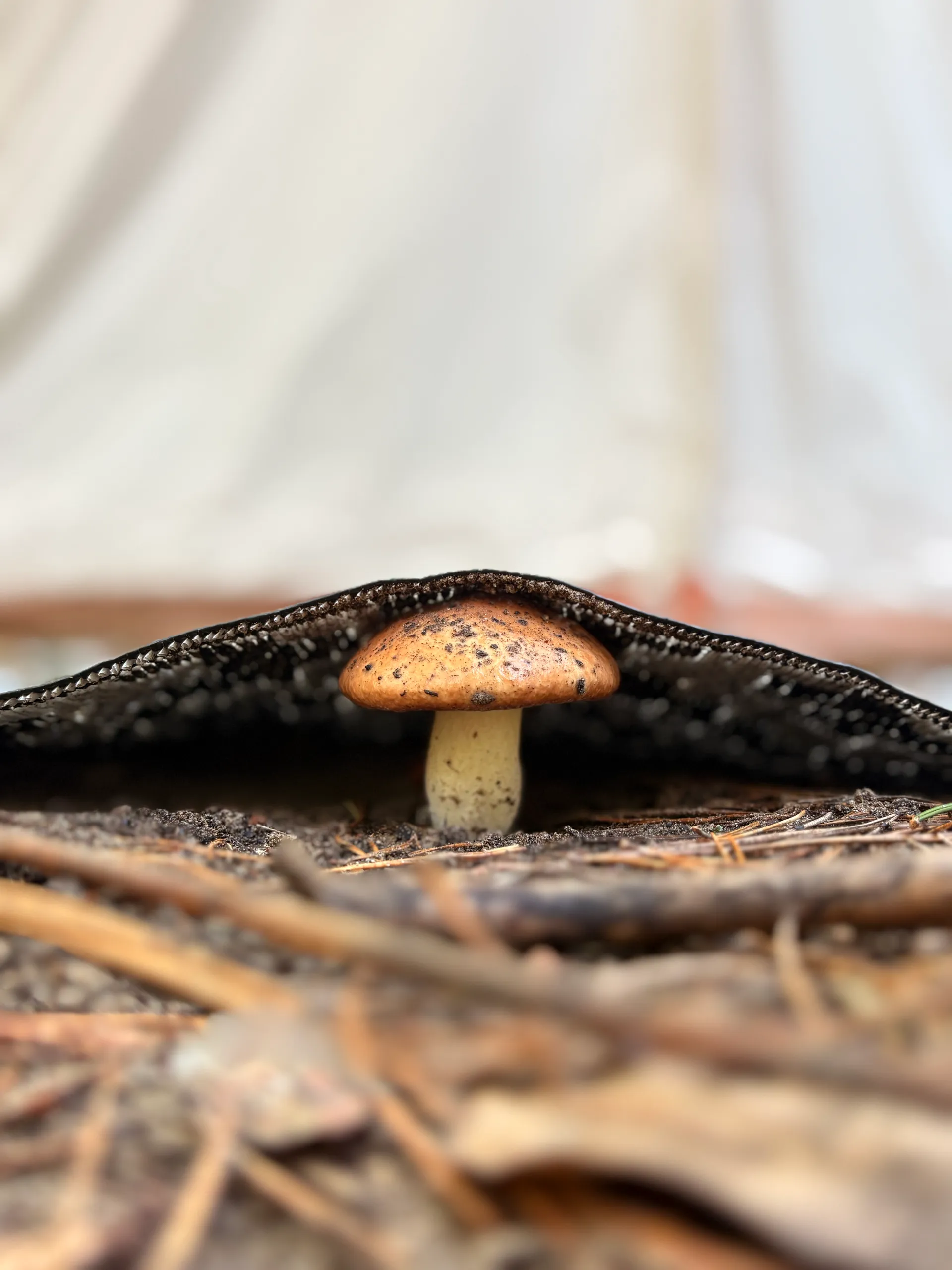 Relaxation space among the trees