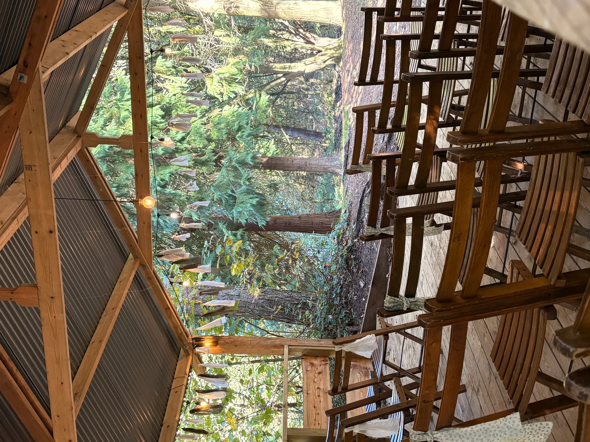 Evening light through the woodland