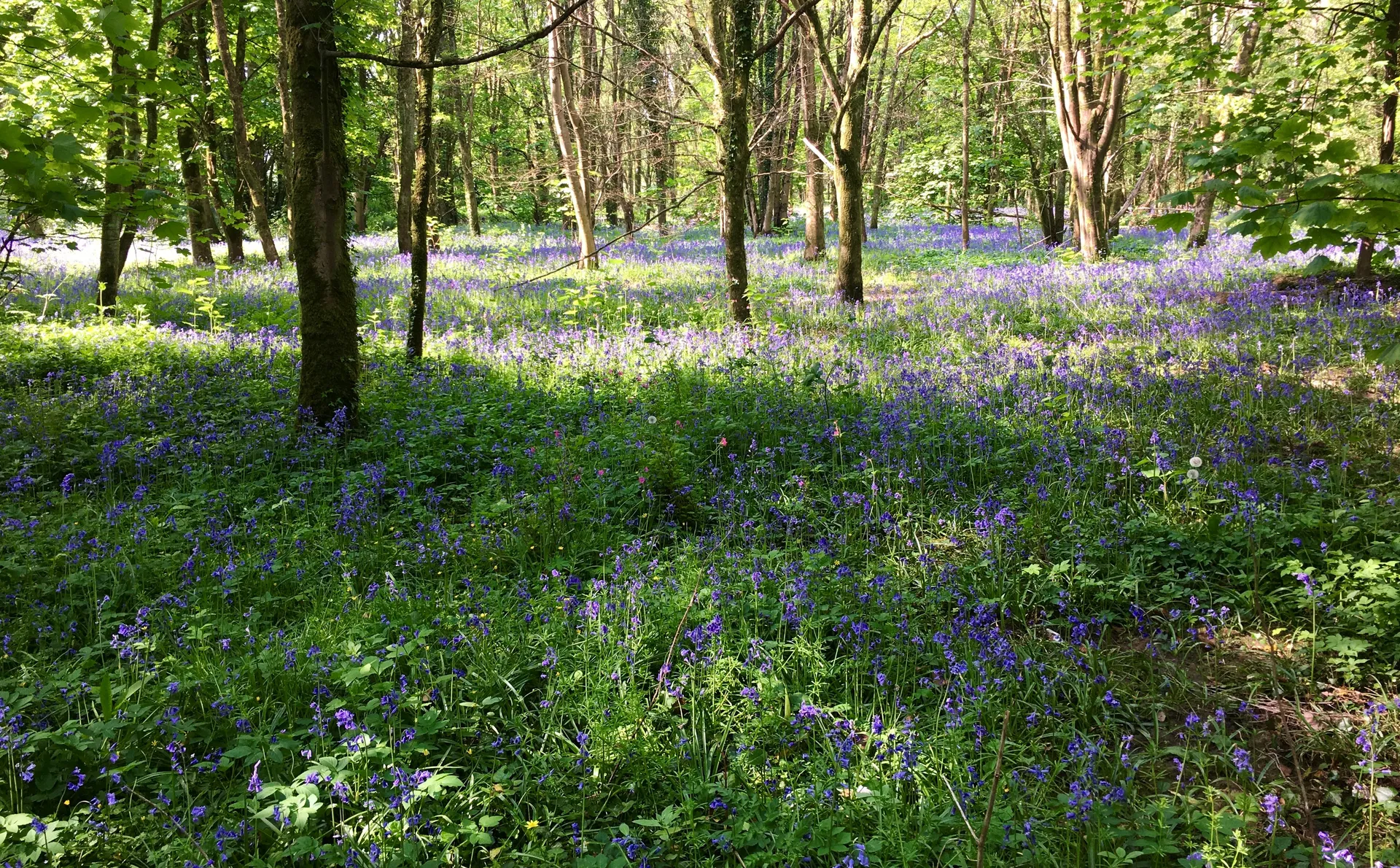 Rabbit Run Trail Events