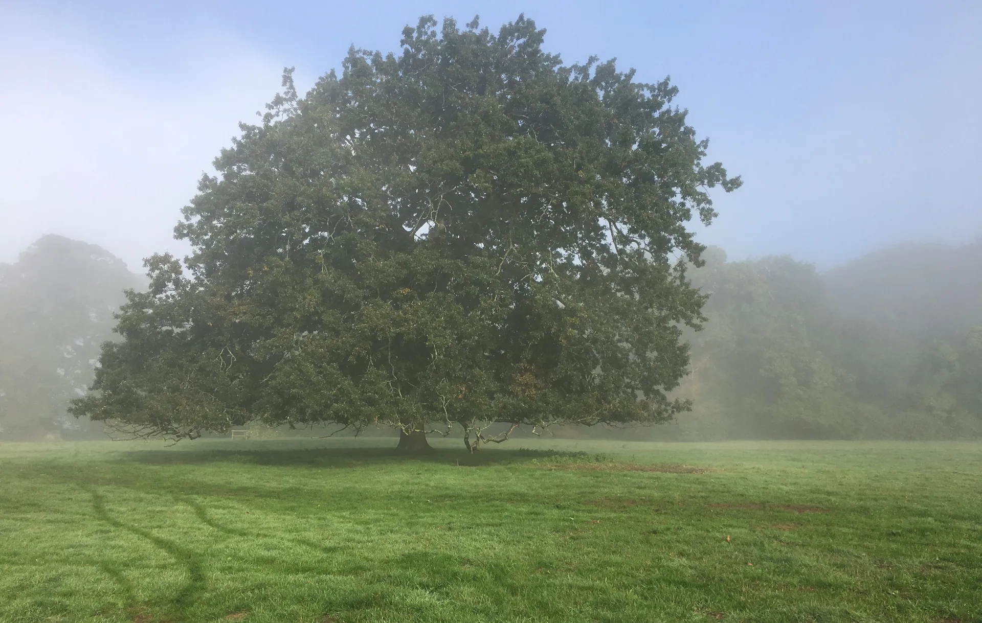 Misty woodland surrounding the Guide Hut