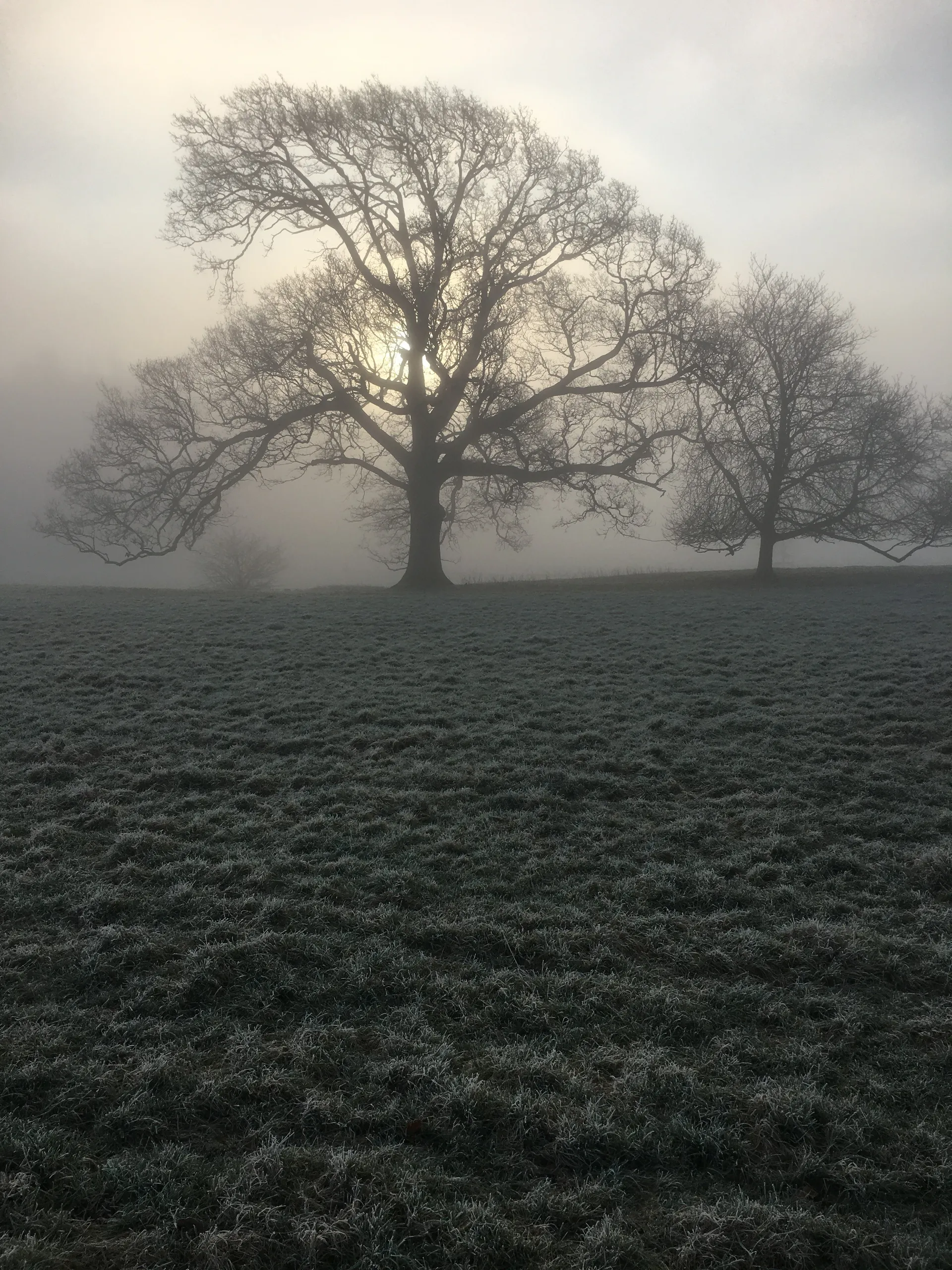 Morning mist among the trees at Candleston Woods