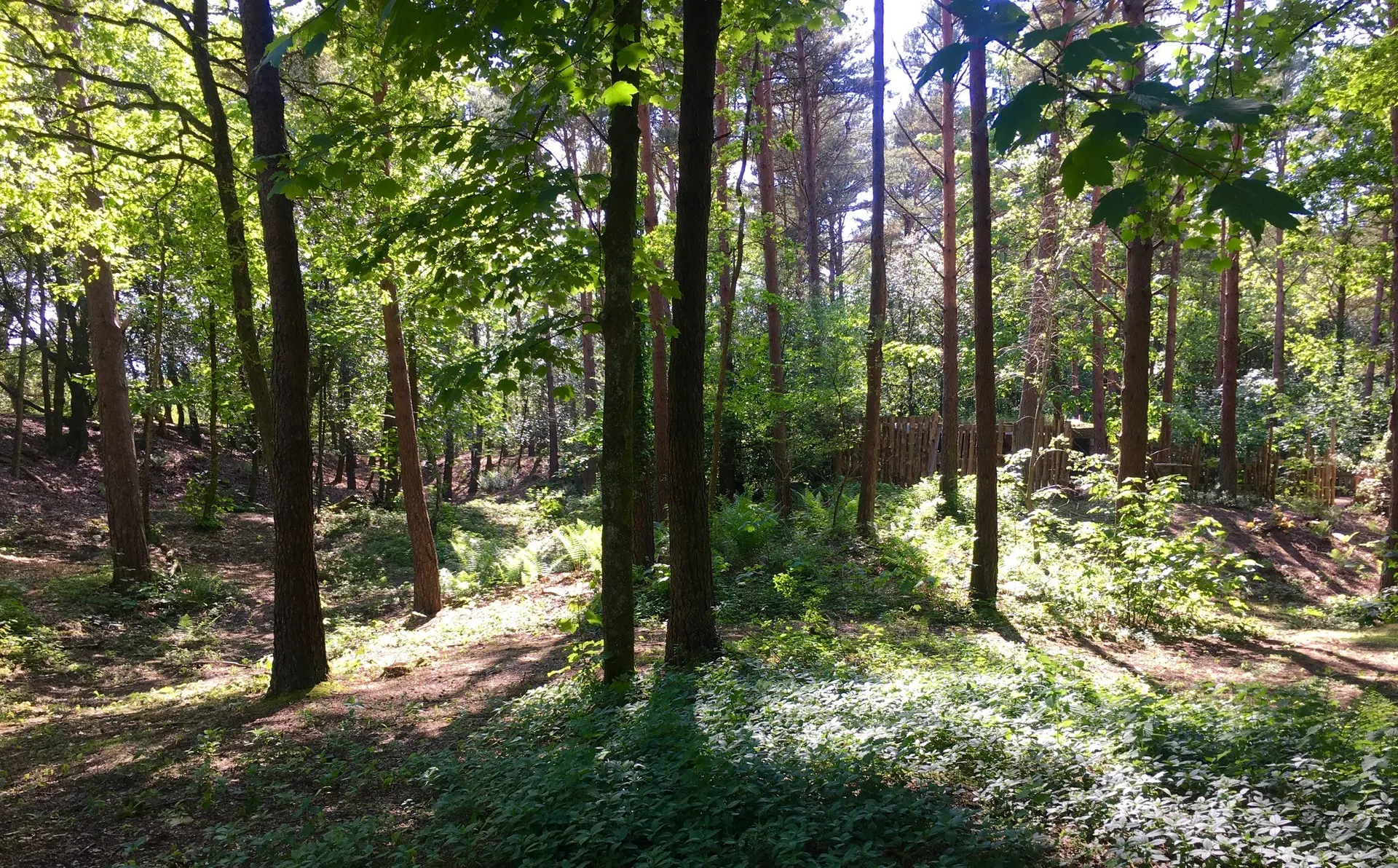 Candleston Woods