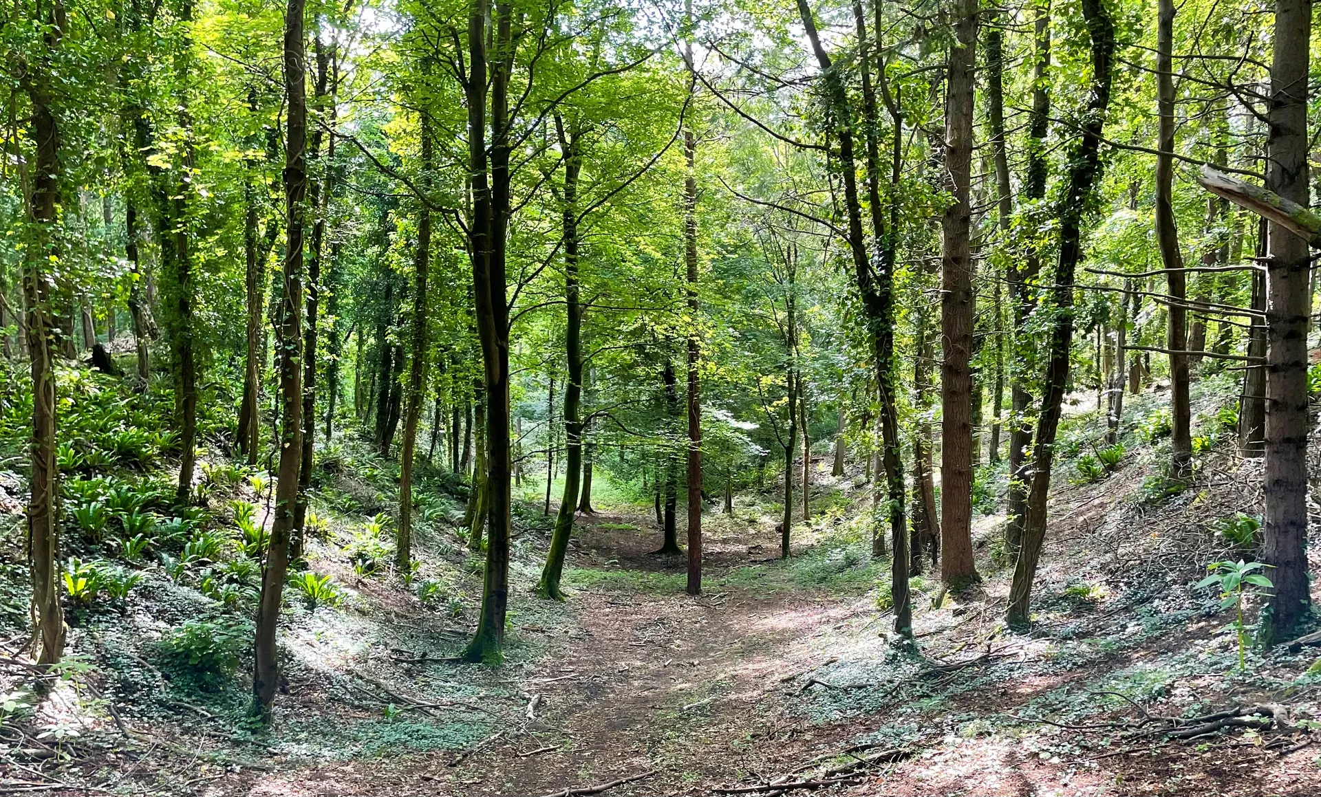 Ancient woodland at Candleston
